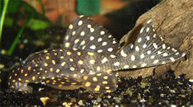 L029 Galaxias Vampire Pleco 4 Inch L029 Galaxias Vampire Pleco 4 Inch